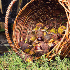 chestnut in wicker basket