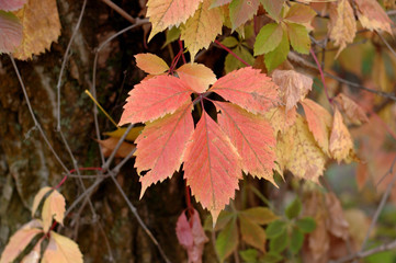Red leaves of wild grapes in the autumn.