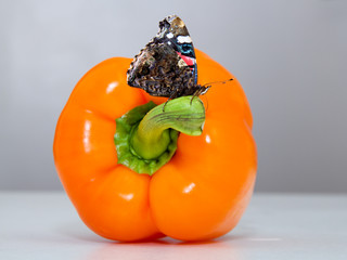 paprika und schmetterling
