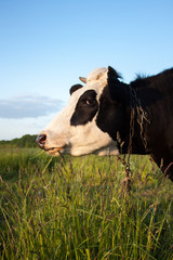 Black and White Dairy Cow