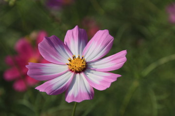 Obraz premium コスモスのアップ