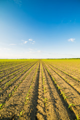 Green corn maize field in early stage