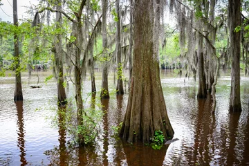 Outdoor kussens Caddo Lake State Park © Zack Frank