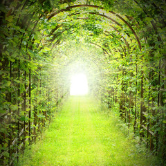Green tunnel with sun rays in fresh spring foliage. Way to nature. Natural background from...