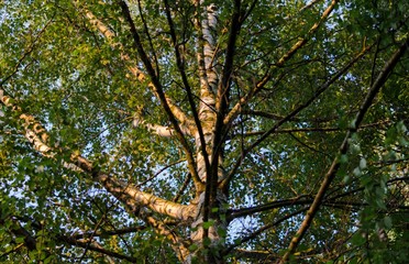 Sonnenstrahlen treffen auf Birkenbaum