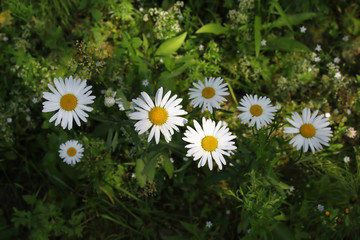 Obraz premium Beautiful wild daisies