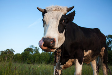 Black and White Dairy Cow