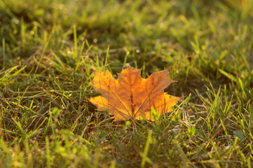 Yellow maple leaf lie on the grass in autumn and shimmer in the sun.