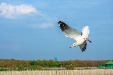 Seagull