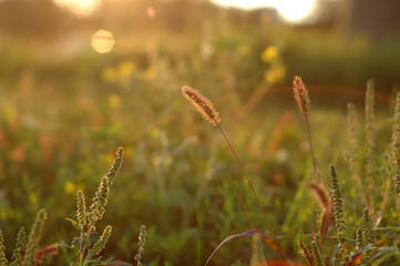 Grass autumn shimmers in the rays of sunset.