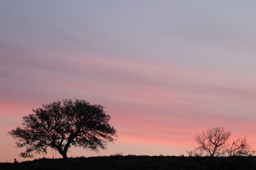 Fototapeta na wymiar Carob Tree silhouette