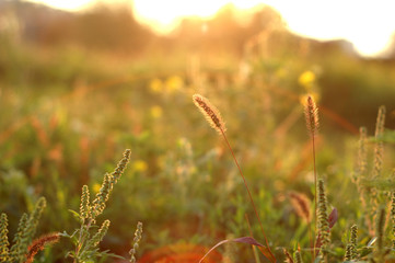 Grass autumn shimmers in the rays of sunset.