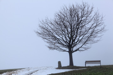 Kahler Baum mit Sitzbank im Winter bei Schnee