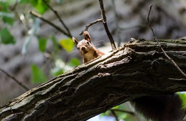 Aufgeregtes Eichhörnchen