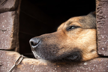 Dog looking outside from kennel