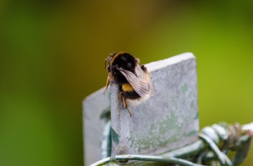 Große Hummel auf einem Maschendrahtzaun
