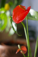 Red anthurium also known as tailflower, flamingo flower and laceleaf. Anthurium andre flower.