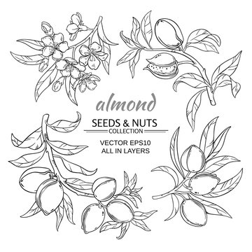 almond vector set