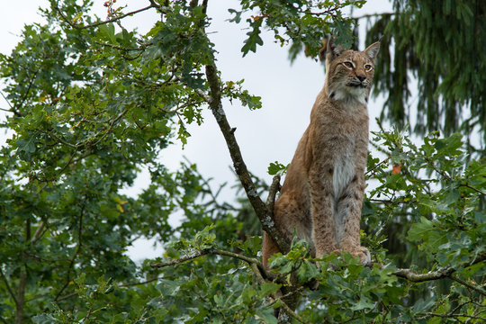 Lodjur sittandes uppe i ett tr&auml;d