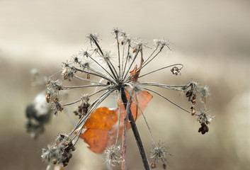 Umbrella Aegopodium podagraria
