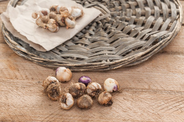 Bulbs of  Ixia  on a wooden table. Selective focus