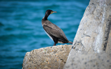 the bird is a cormorant

