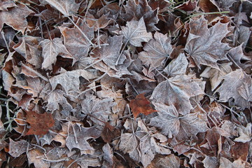 Leaves in the frost