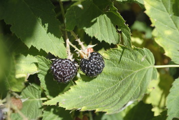 black raspberry, BlackBerry garden plant