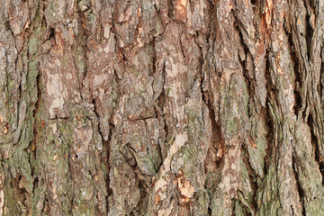 Background. Texture. Natural tree bark