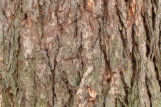Background. Texture. Natural tree bark