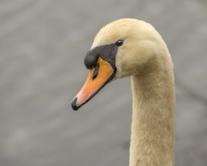 Is this my beast side 