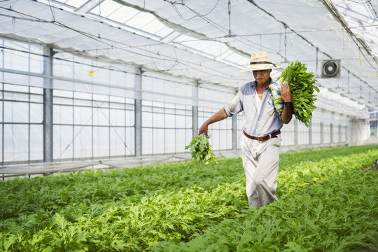 A man working in a greenhouse harvesting a commercial food crop, the mizuna vegetable plant. 