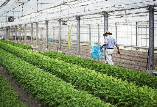 A man in a hat working in a greenhouse harvesting a commercial crop, the mizuna vegetable plant. 