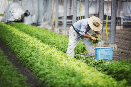 A man working in a greenhouse harvesting a commercial food crop, the mizuna vegetable plant. 