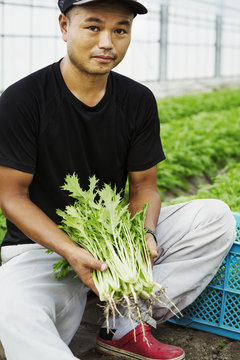 A young man working in a greenhouse holding harvested mizuna plants, Japanese greens
