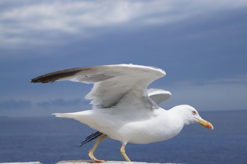 la mouette prend son envol
