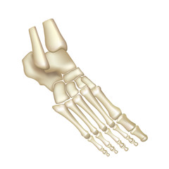 Foot bones isolated on white vector