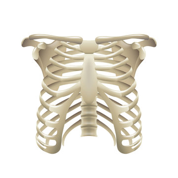Rib cage isolated on white vector