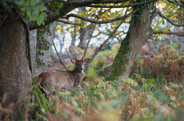 Young red deer stag in the forest during autumn