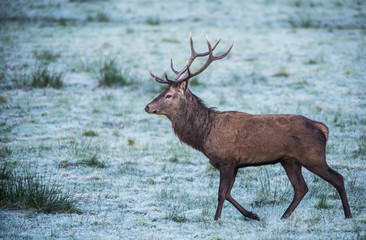 Red stag deer walking across a frost covered winter field in Killarney national park