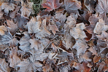 Leaves in the frost