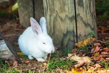 Cute little white rabbit eats grass