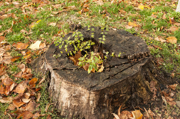 Cut trunk of large tree with sapling grew into it in autumn park