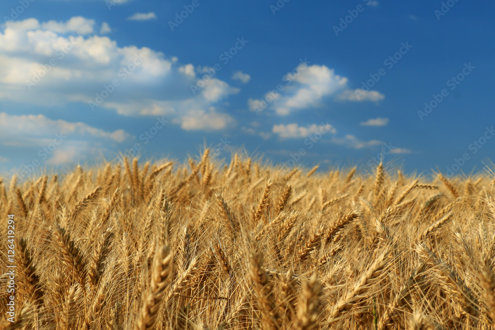 Wall mural wheat field against a blue sky