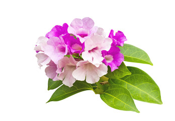 Close up pink flower Mansoa alliacea, or garlic vine on white background.Saved with clipping path.