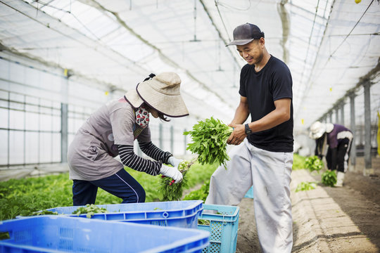 Two people working in a greenhouse harvesting a commercial food crop, the mizuna vegetable plant. 