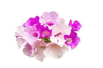Close up pink flower Mansoa alliacea, or garlic vine on white background.Saved with clipping path.