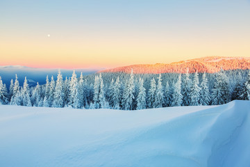  Trees covered with snowflakes.