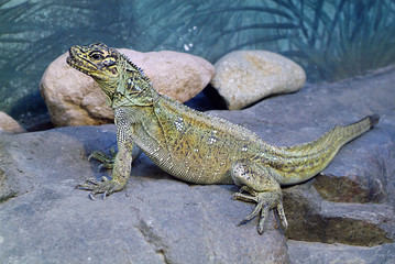 Zoology, reptile