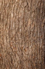 Tree trunk in the park. 2
